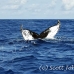 whale_humpback_h_00886_dom3018.jpg